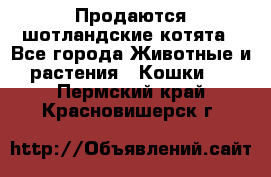 Продаются шотландские котята - Все города Животные и растения » Кошки   . Пермский край,Красновишерск г.